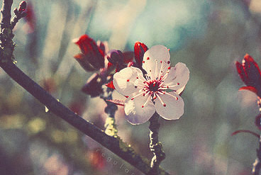 在线接收云短信验证码